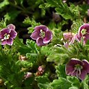 Veronica ciliata ssp. cephaloides