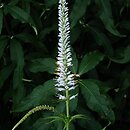 Veronicastrum sibiricum (przetacznikowiec syberyjski)