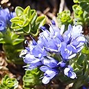 Veronica thessalica