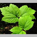 Viburnum acerifolium (kalina klonolistna)