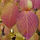 Viburnum alnifolium (kalina olcholistna)