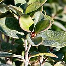 Viburnum atrocyaneum f. harryanum