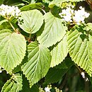 Viburnum lobophyllum