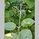 Viburnum bracteatum