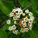 Viburnum burejaeticum (kalina mandżurska)