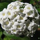 Viburnum carlesii (kalina koreańska)