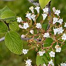 Viburnum cotinifolium