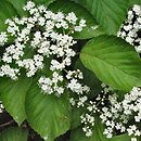 Viburnum dilatatum (kalina szorstkowłosa)