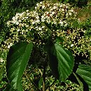 Viburnum erosum (kalina bukowa)