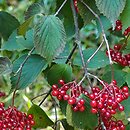Viburnum betulifolium (kalina brzozolistna)
