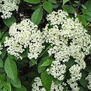 Viburnum lentago (kalina kanadyjska)