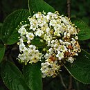 Viburnum mongolicum (kalina mongolska)