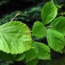 Viburnum phlebotrichum