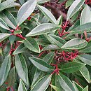 Viburnum propinquum