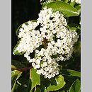 Viburnum rufidulum (kalina czerwonawa)