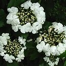 Viburnum sargentii (kalina Sargenta)