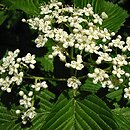 Viburnum sieboldii (kalina Siebolda)