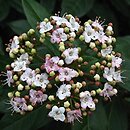 Viburnum tinus (kalina wawrzynowata)