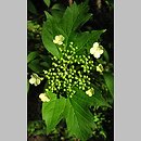 Viburnum trilobum (kalina amerykańska)