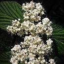 Viburnum wrightii (kalina Wrighta)