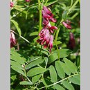Vicia benghalensis (wyka bengalska)