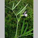 Vicia bithynica (wyka turecka)