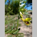 Vicia melanops (wyka ciemnoplamka)