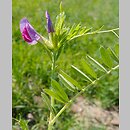 Vicia sativa ssp. sativa (wyka siewna typowa)