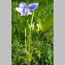 Viola montana (fiołek nibypsi)