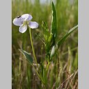 Viola pumila (fiołek drobny)