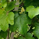 Vitis betulifolia