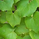 Vitis labrusca (winorośl lisia)