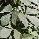Vitis piasezkii