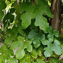 Vitis thunbergii (winorośl figolistna)