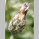 Volutaria lippii (wolutaria Lippa)