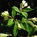 Weigela maximowiczii (krzewuszka Maksymowicza)