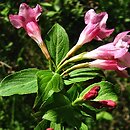 Weigela ×wagneri