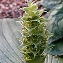 Massonia bifolia
