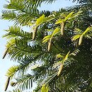 Wollemia nobilis (wolemia szlachetna)
