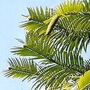 Araucariaceae (araukariowate)