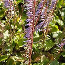Wulfeniopsis amherstiana
