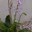 Wulfenia baldaccii