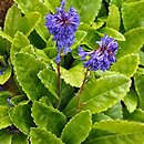 Wulfenia ×suendermannii (wulfenia Sündermanna)