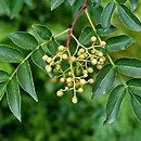 Zanthoxylum bungeanum