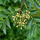 Zanthoxylum (żółtodrzew)