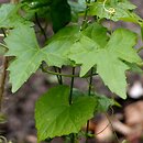 Zehneria japonica