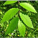 Zelkova carpinifolia (brzostownica kaukaska)