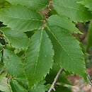 Zelkova serrata (brzostownica japońska)