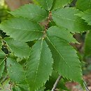 Zelkova (brzostownica)
