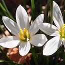 Zephyranthes candida (zefirant biały)